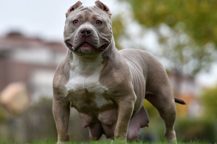 XL Bully type dogs to be banned under new laws